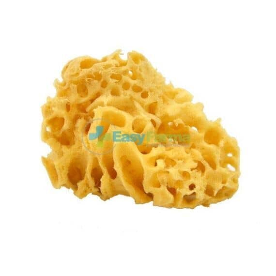 Spugna Mare 10 Arc | Acquista Online su Farmaclick