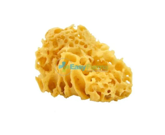 Spugna Mare 10 Arc